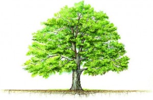 Tree Treatment