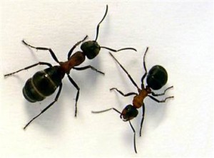 sugar-ant