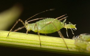Photo Credit  https://en.wikipedia.org/wiki/Aphid#/media/File:Aphid-giving-birth.jpg