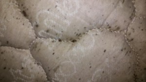 Bed Bugs on mattress