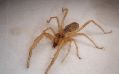 Camel Spiders