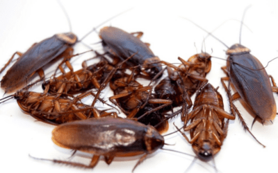 Cockroaches