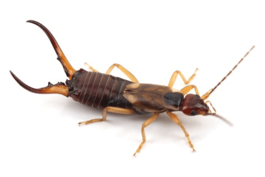 Ear Wigs - Progressive Pest Management and Weed Control