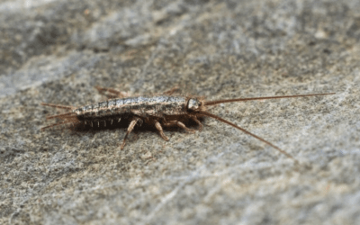 Silverfish