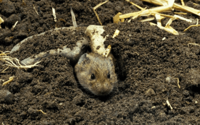 Voles