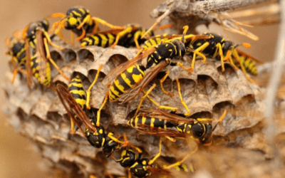 Wasps