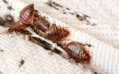 Bed Bugs
