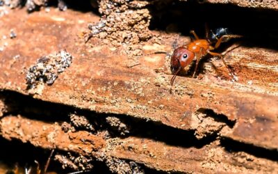 Carpenter Ants