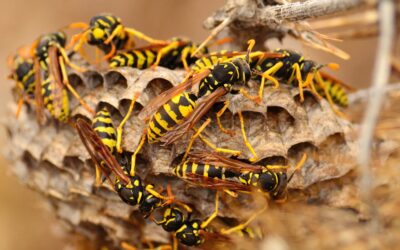 Wasp Problems? Let The Professional’s Handle It!