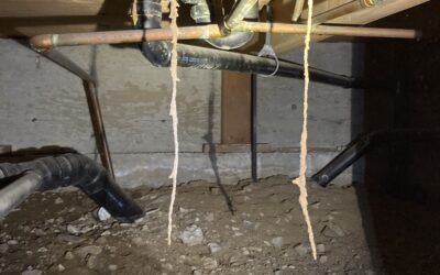 Termites: The Silent Destroyers