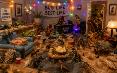 Don’t Wait for Late-Summer Pests to Become Fall Houseguests