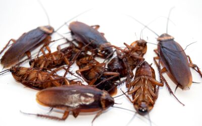 Beat the Heat & the Roaches