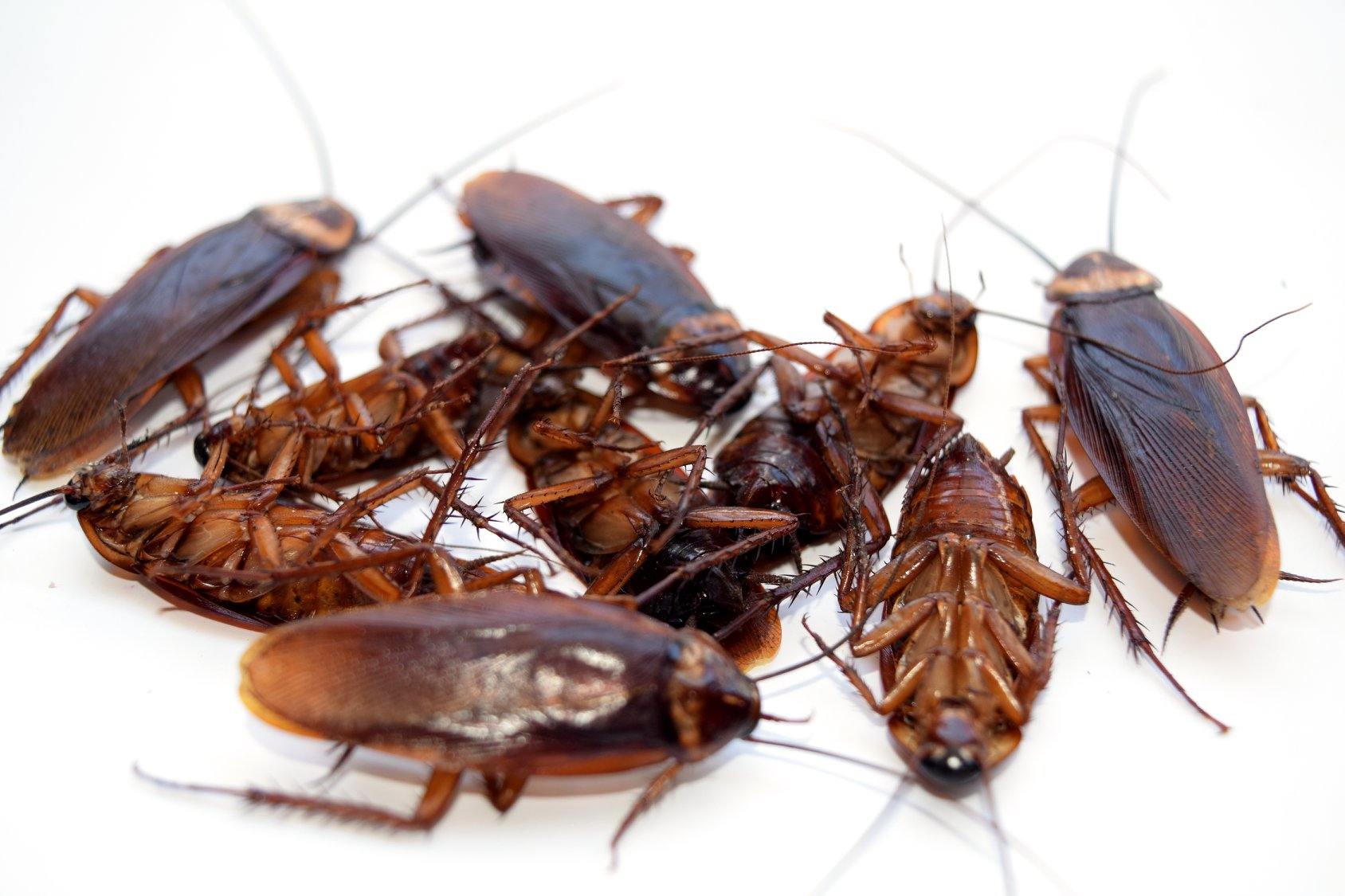 Cockroaches